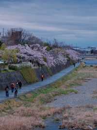 Today's Cherry Blossom Chasing Route Recap:
