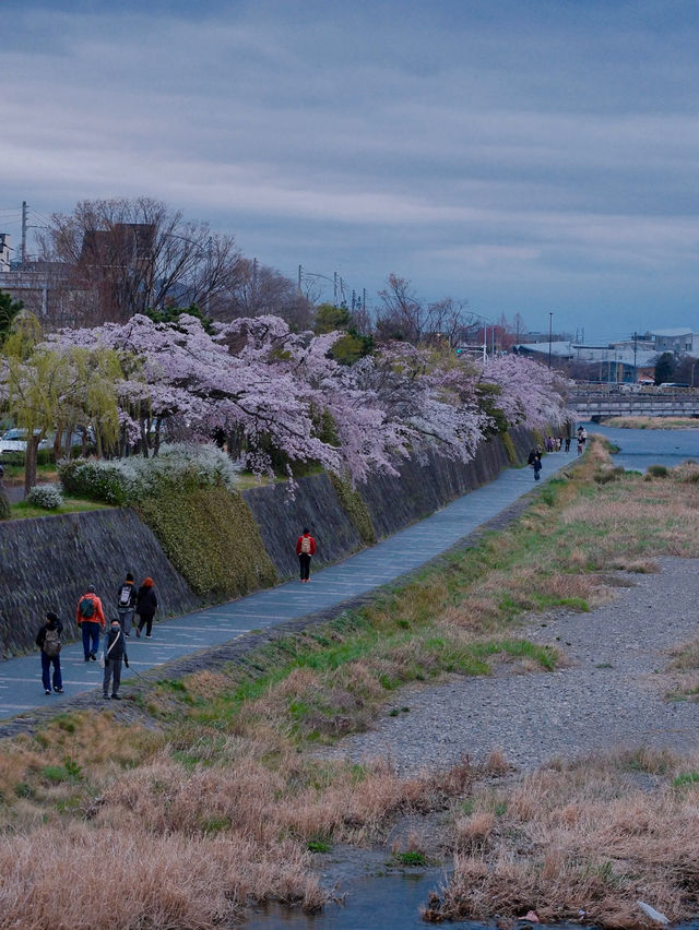 Today's Cherry Blossom Chasing Route Recap: