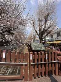 Petals & Paradise: My Cherry Blossom Adventure in Jinhae