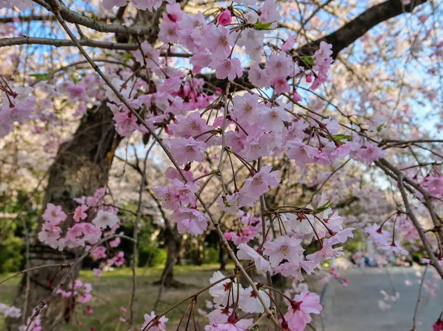 福岡賞櫻🌸西公園櫻花璀璨🌸