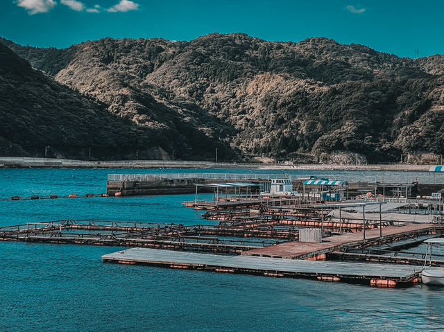 Swim with Dolphins in Kyushu: A One-Day Escape to Youra, Tsukumi