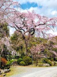 Arashiyama Sakura Guide: Discover the Hidden Cherry Blossom Gems of Kyoto's Sagano 🌸✨