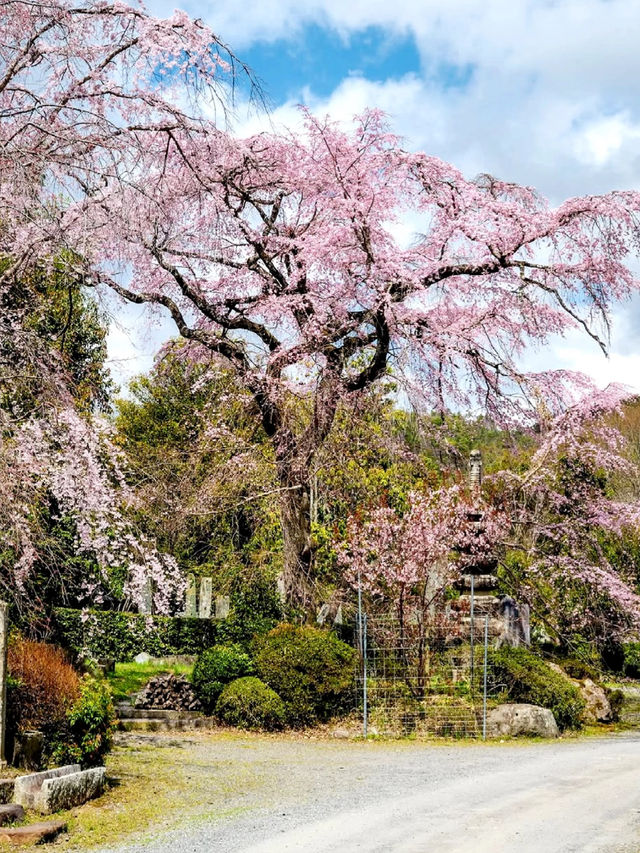 Arashiyama Sakura Guide: Discover the Hidden Cherry Blossom Gems of Kyoto's Sagano 🌸✨