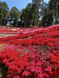 Springtime Bliss at Mimuroto-ji Temple’s Hirado Azalea Garden