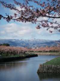 Pink Horizons: Cherry Blossoms in Hakodate