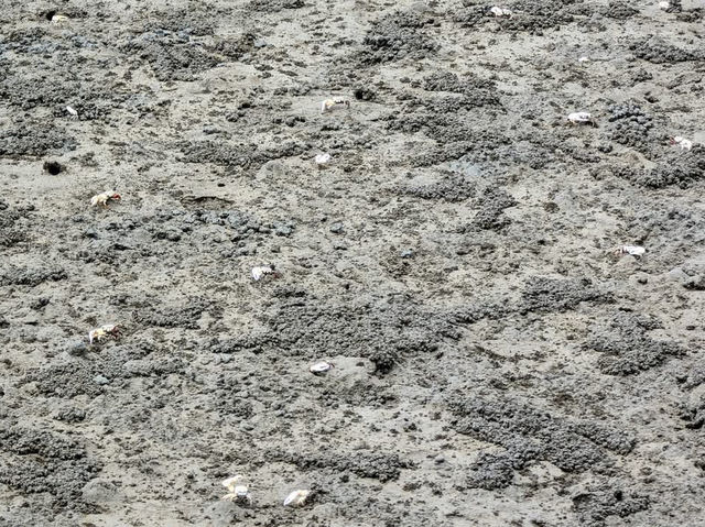 高美濕地