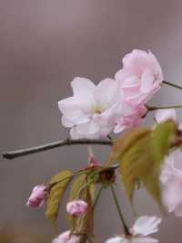 Spring’s Embrace: The Cherry Blossom Magic of Yitong River