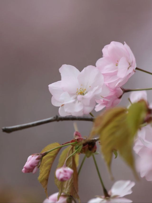 Spring’s Embrace: The Cherry Blossom Magic of Yitong River