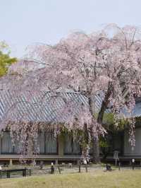A Visit You’ll Regret Missing! Daigo-ji Temple in Kyoto is a True Cherry Blossom Paradise 🌸