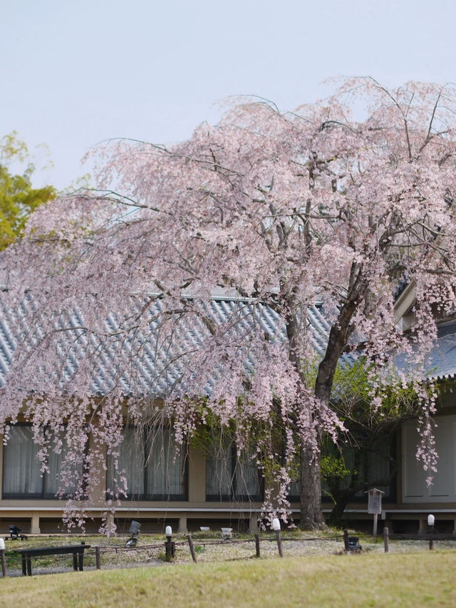 A Visit You’ll Regret Missing! Daigo-ji Temple in Kyoto is a True Cherry Blossom Paradise 🌸