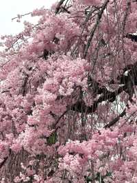Romantic Sakura at Xi'an Qinglong Temple: A Live Bloom Experience 🌸