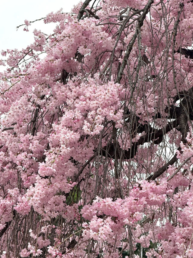 Romantic Sakura at Xi'an Qinglong Temple: A Live Bloom Experience 🌸