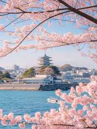 Sakura by the Sea: Enoshima’s Blossoms and Ocean Views