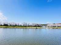 🇯🇵仙台 你有看過河邊櫻花隧道嗎？🌸