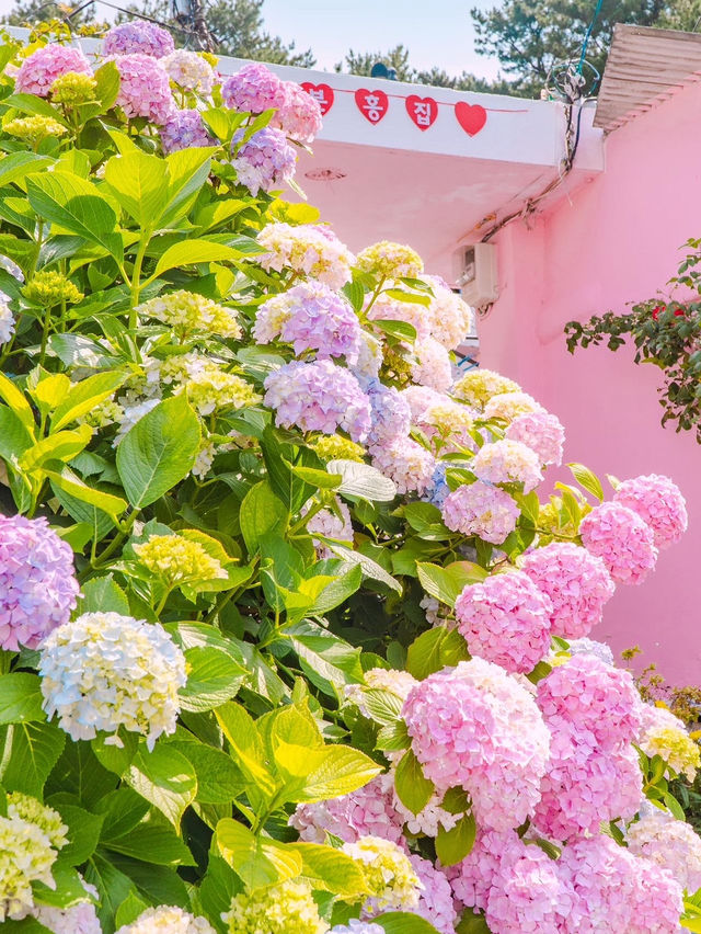 부산 영도 태종대 수국 명소 “분홍집”💕