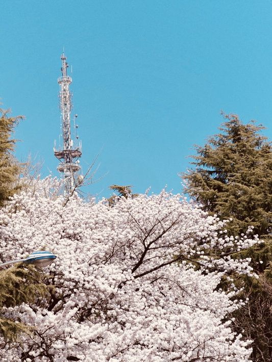 A Pink Embrace Above the at Subong Neighborhood Park