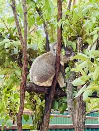 【ゴールドコースト】WILDLIFE SANCTUARY