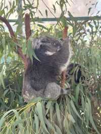 The cuddly koalas in Perth