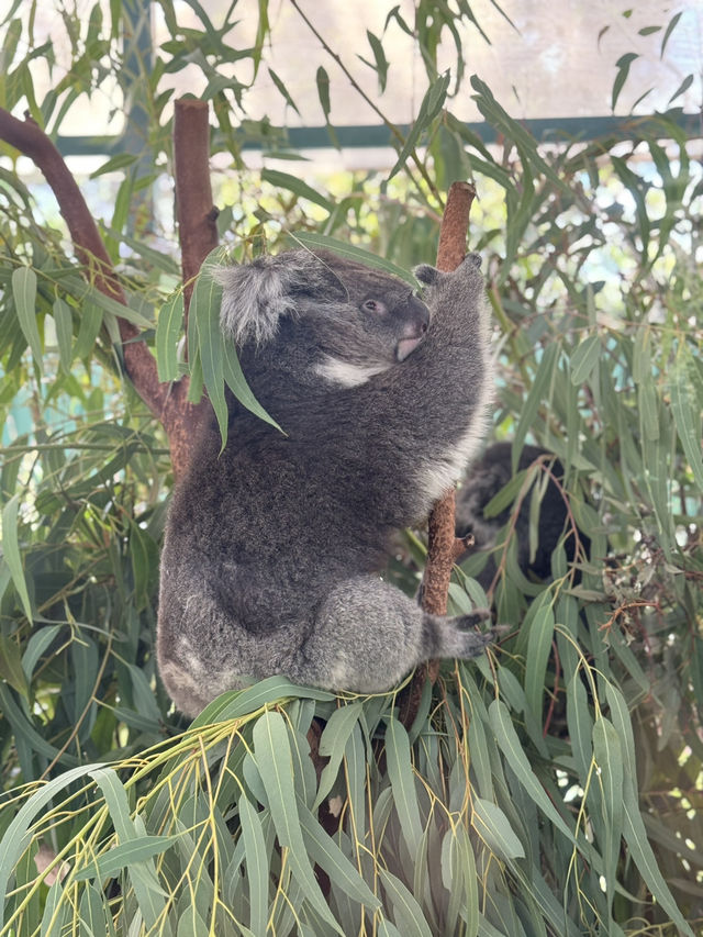 The cuddly koalas in Perth