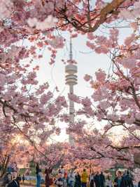🇩🇪 Munich in Bloom | Sakura Serenity in Bavaria