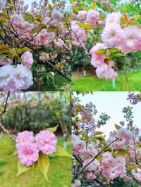 🌳 Jubao Mountain Park: A Hidden Gem in Nanjing 🌸