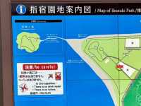 鹿兒島四日快閃追櫻