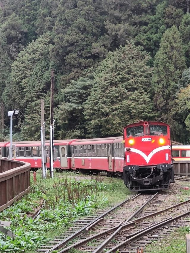 # 阿里山車站-嘉義縣阿里山鄉
