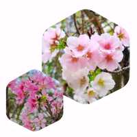 🌸香港城市中的櫻花🌸