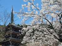 A Day Trip to Towada City, Aomori: Sakura Viewing Along the Official Avenue