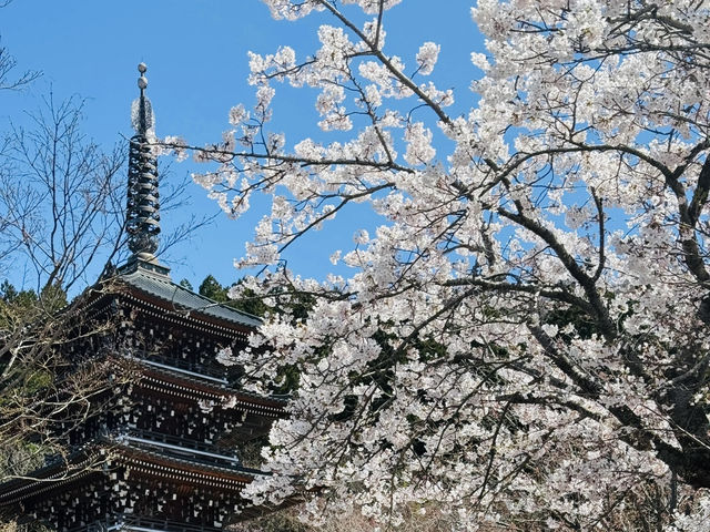A Day Trip to Towada City, Aomori: Sakura Viewing Along the Official Avenue