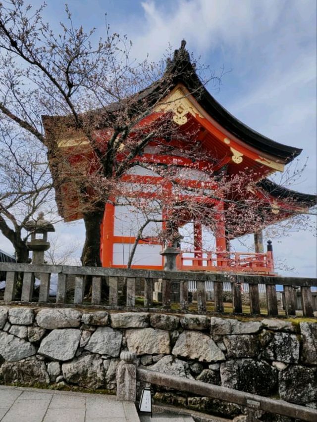 #古都的樱花之韵 #日本京都