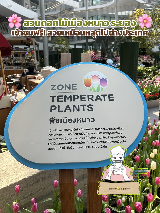 🌸 สวนดอกไม้เมืองหนาว ระยอง 🌸 เข้าชมฟรี! 