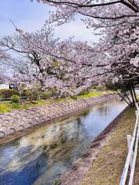 Petals & Pedals: The Secret Sakura Cycle Path Along Tafuse River