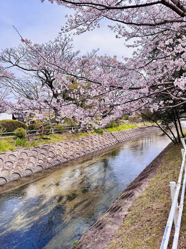 Petals & Pedals: The Secret Sakura Cycle Path Along Tafuse River