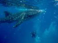 【オスロブ｜セブ島】  “目の前にジンベエザメ。” それも1匹じゃない。海に入った瞬間、心が震える。