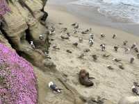A Moody Magic Day in La Jolla: Seals, Seagulls, and Serene Beauty