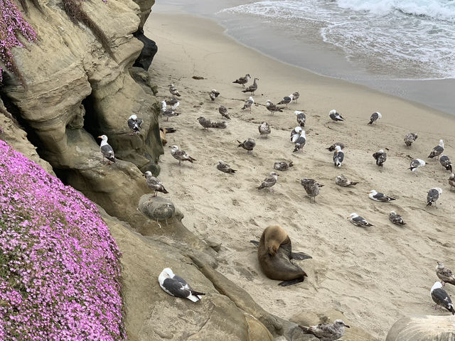 A Moody Magic Day in La Jolla: Seals, Seagulls, and Serene Beauty