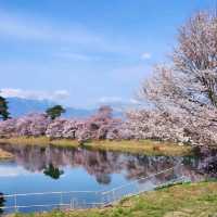 Cherry Blossoms and Riverbank Strolls Done Right