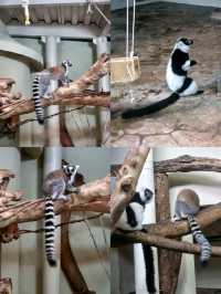 Exploring Taipei Zoo: Tips for a Great Visit
