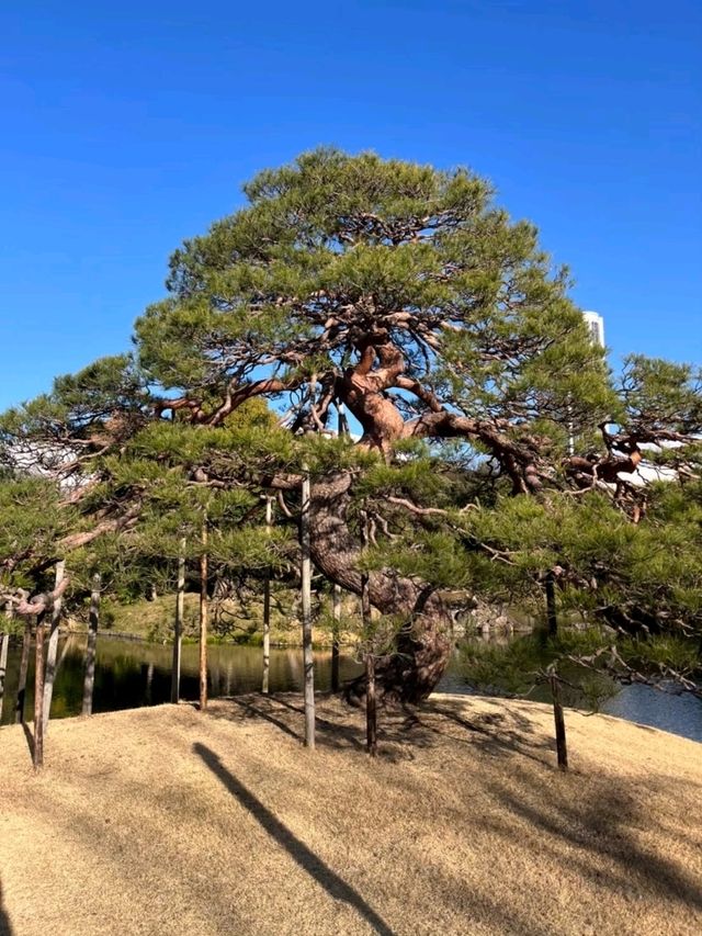 สวนโคอิชิกาวะโคราคุเอน เก่าแก่ที่สุดในโตเกียว