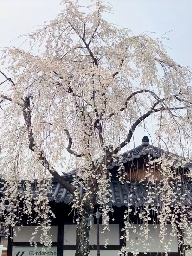 산책하기 좋은 힐링 야외데이트🌲