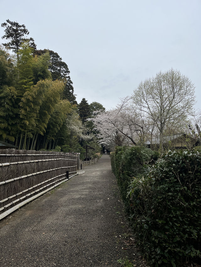 🌸【雨中偕樂園．櫻花靜賞漫旅】探訪日本三大名園之一｜水戶最值得造訪的春日秘境