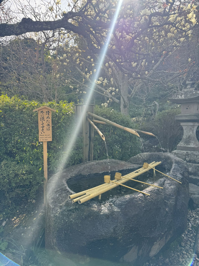 Hasedera Temple ✨ วัดเก่าแก่ในเมือง Kamakura