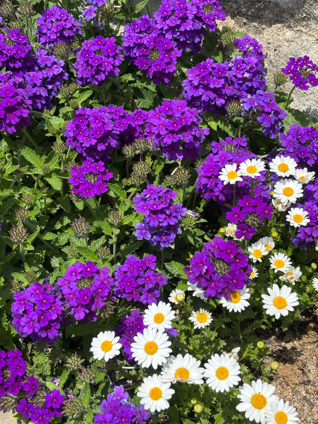 🫧마산 구산면 카페 웨이브ㅣ반려동물 동반 가능 오션뷰 카페