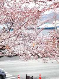 Nature’s Cherry Blossom Haven at Daejeo Eco Park