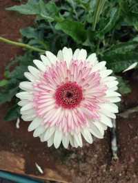 YG Cactus Farm Paksong