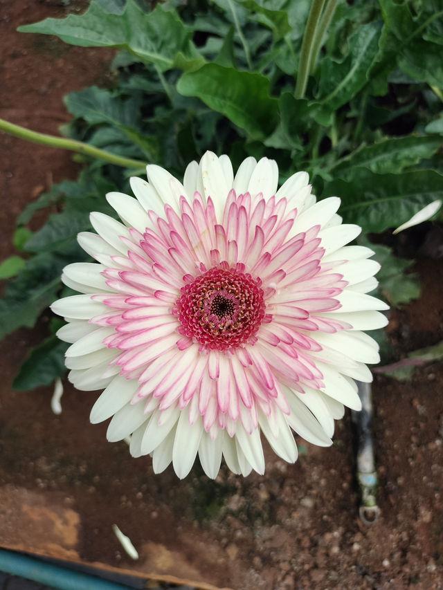 YG Cactus Farm Paksong