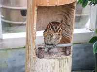 【島根県】 湖畔に広がる花と鳥のテーマパーク『松江フォーゲルパーク』🦉