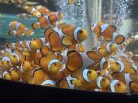 【鴨川シーワールド｜千葉・鴨川】 シャチに会える、日本でも数少ない水族館