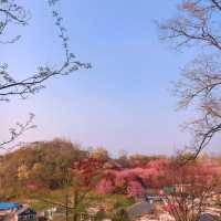 나만 알고싶은 꽃동산 🩷🌸